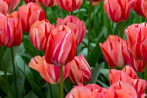 Netherlands-Holland Pink tulips at Keukenhof Gardens